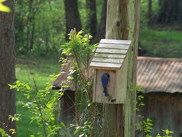 Bluebird at  his nest