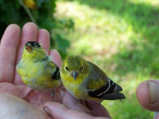 2 Goldfinches