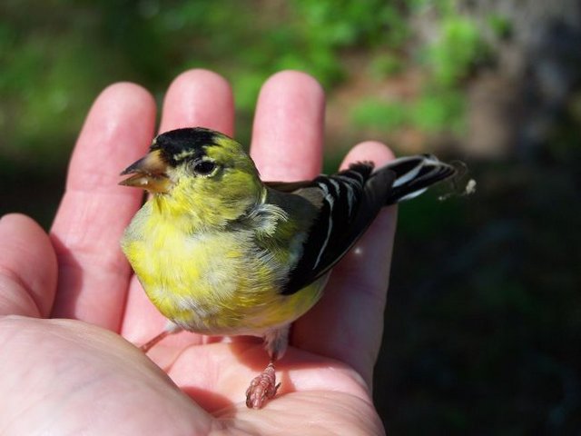 Goldfinch in my hand