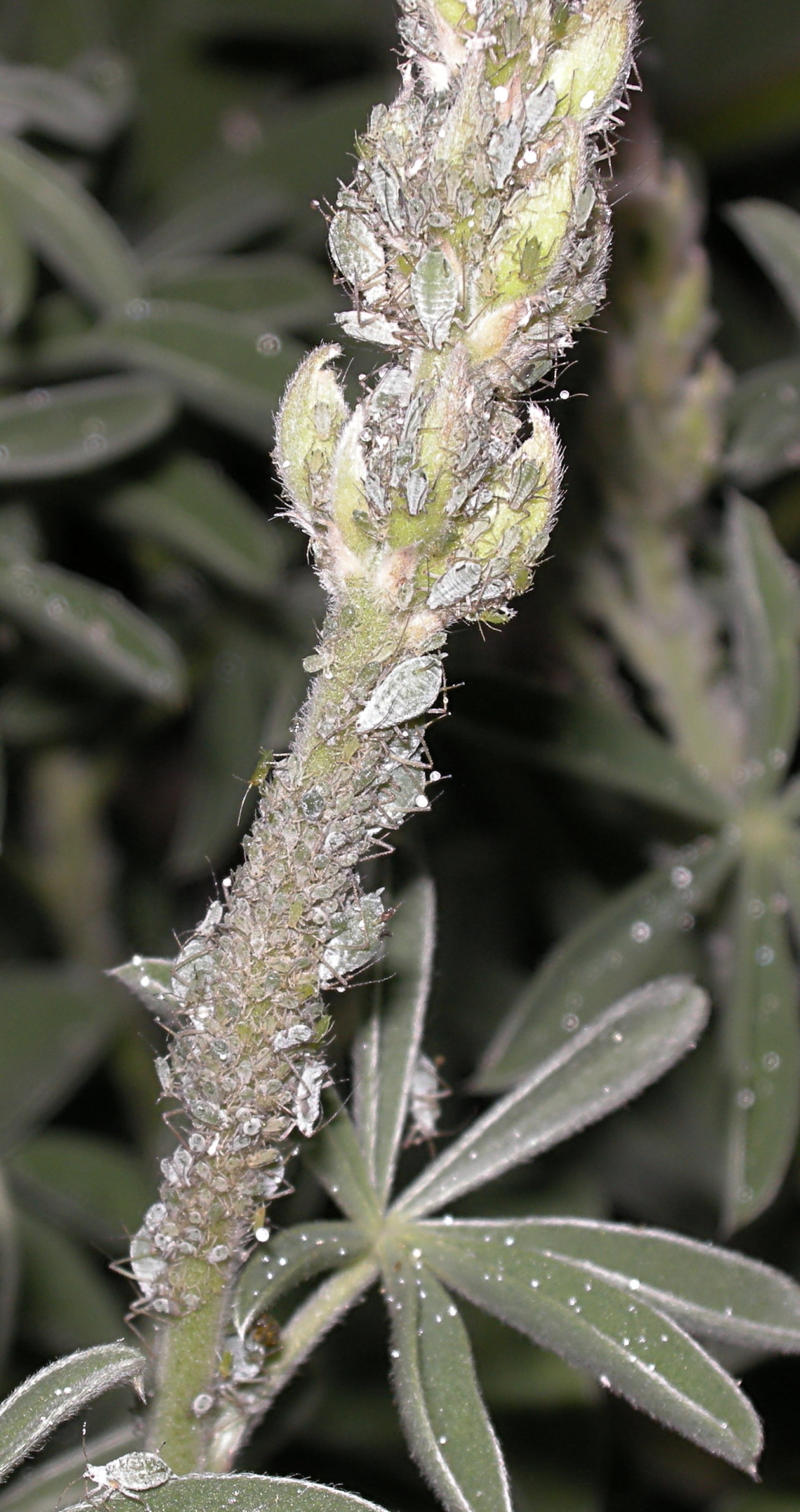 Aphids on Lupine