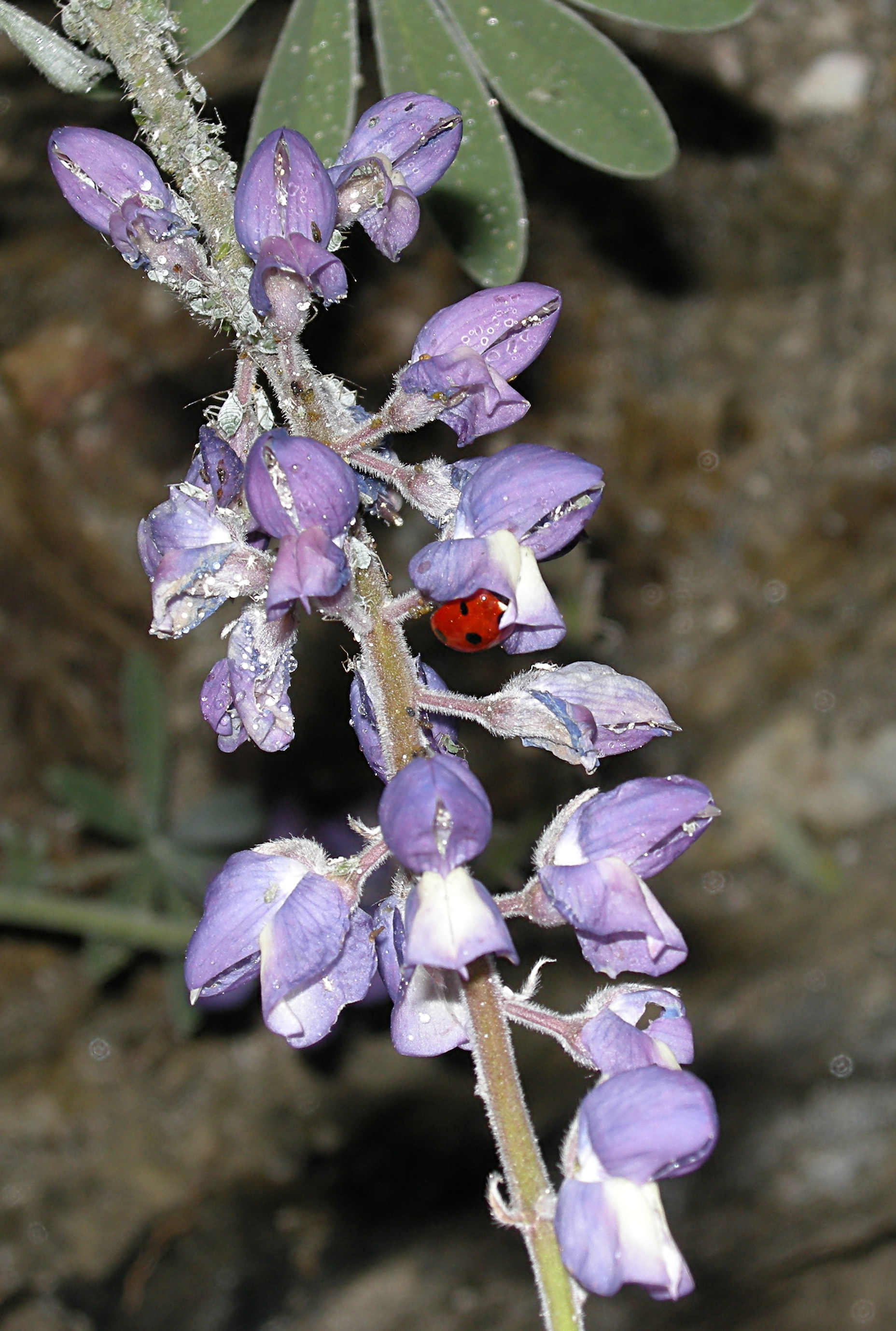 Ladybug on Lupine with Apids