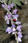 Ladybug on Lupine with Apids