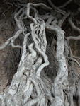 Oak Roots