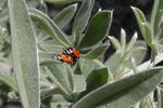 Ladybugs Making More Ladybugs