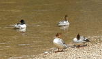 Ducks in the Merced