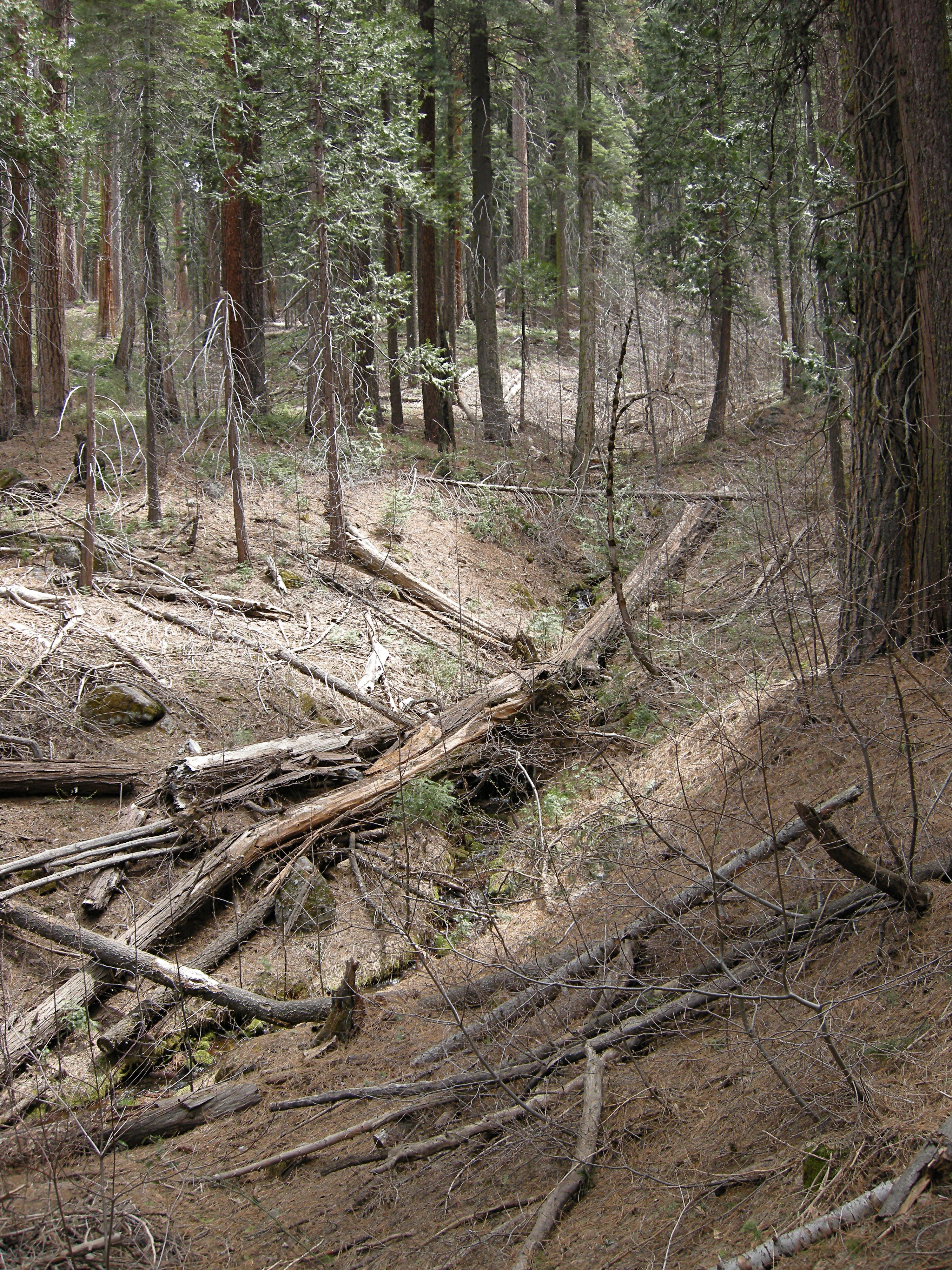 Forest in Yosemite Valley