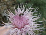 Thistle and Bug