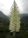 Yucca (Hesperoyucca whipplei) in Bloom