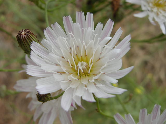 Wildflower, San Dimas Canyon