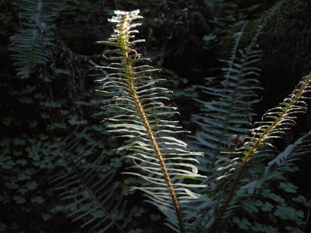 Fern in a Redwood Grove