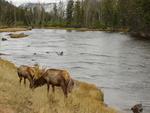 Female Elk at the Madison River, Yellowstone National Park
