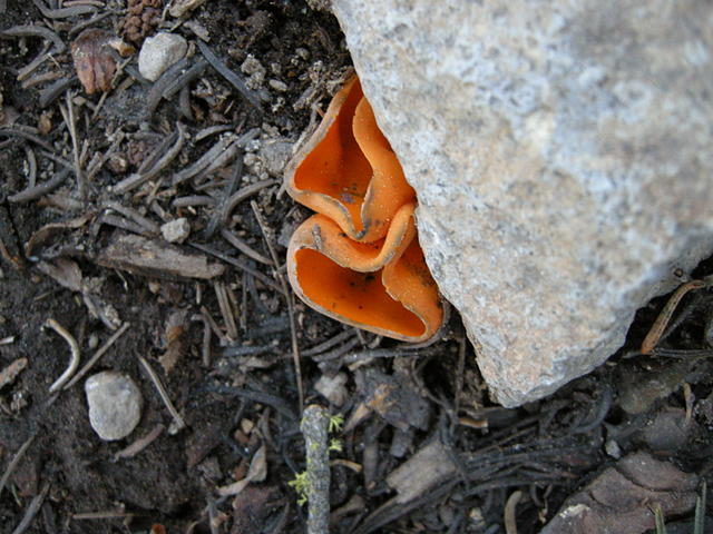 Orange Mushrooms Peeking from Under a Rock