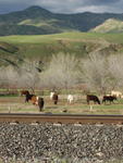 Tracks and Cows