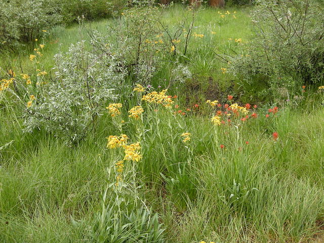 More Wildflowers at North Lake Campground