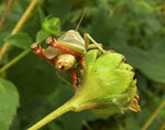 Grasshopper: Rear View