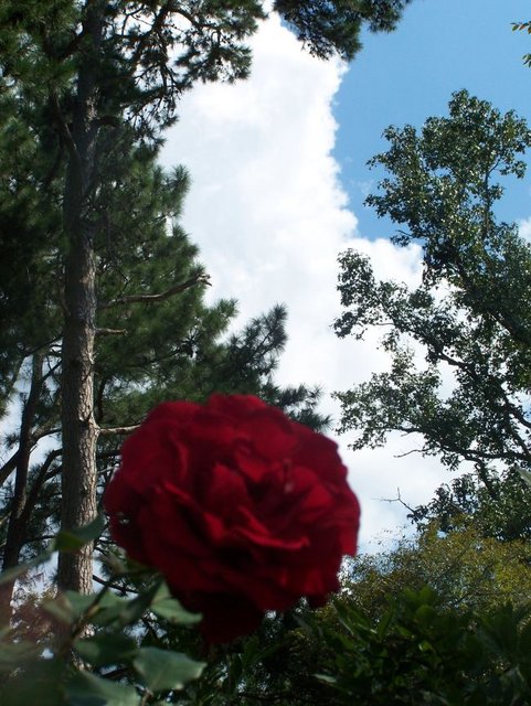 Rose and Sky