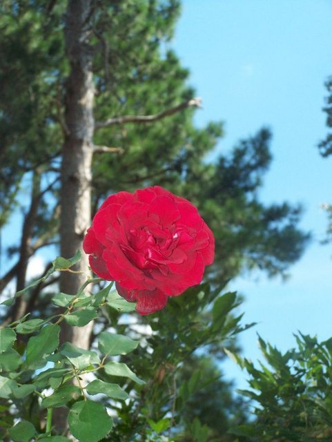 Rose and Sky 2