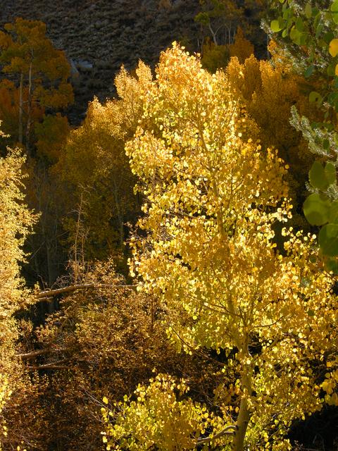 Fall Colors - Aspen, Bishop Creek