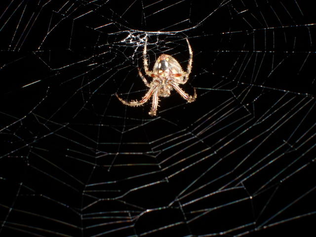 Spider in her web